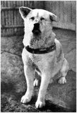 Hachikō (ハチ公, November 10, 1923 – March 8, 1935) was an Akita dog born on a farm near the city of Ōdate, Akita Prefecture, who is remembered for his remarkable loyalty to his owner which continued for many years after his owner's death.<br/><br/>

In 1924, Hidesaburō Ueno, a professor in the agriculture department at the University of Tokyo, took in Hachikō, a golden brown Akita, as a pet. During his owner's life, Hachikō greeted him at the end of each day at the nearby Shibuya Station. The pair continued their daily routine until May 1925, when Professor Ueno did not return. The professor had suffered a cerebral hemorrhage and died, never returning to the train station where Hachikō was waiting. Each day for the next nine years Hachikō awaited Ueno's return, appearing precisely when the train was due at the station.<br/><br/>

Hachikō attracted the attention of other commuters. Many of the people who frequented the Shibuya train station had seen Hachikō and Professor Ueno together each day. After the first appearance of the article about him on October 4, 1932 in Asahi Shimbun, people started to bring Hachikō treats and food to nourish him during his wait.<br/><br/>

Hachikō died on March 8, 1935, and was found on a street in Shibuya. Hachikō's stuffed and mounted remains are kept at the National Science Museum of Japan in Ueno, Tokyo. His monument is in Aoyama cemetery in Minatoku, Tokyo.<br/><br/>

In 2009, Hollywood produced 'Hachi: A Dog's Tale', starring Richard Gere and Joan Allen, based on the life of Hachiko.