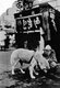Japan: Chūken Hachikō (忠犬ハチ公) 'Faithful dog Hachiko' being petted by a traveller at Shibuya Station c. 1932